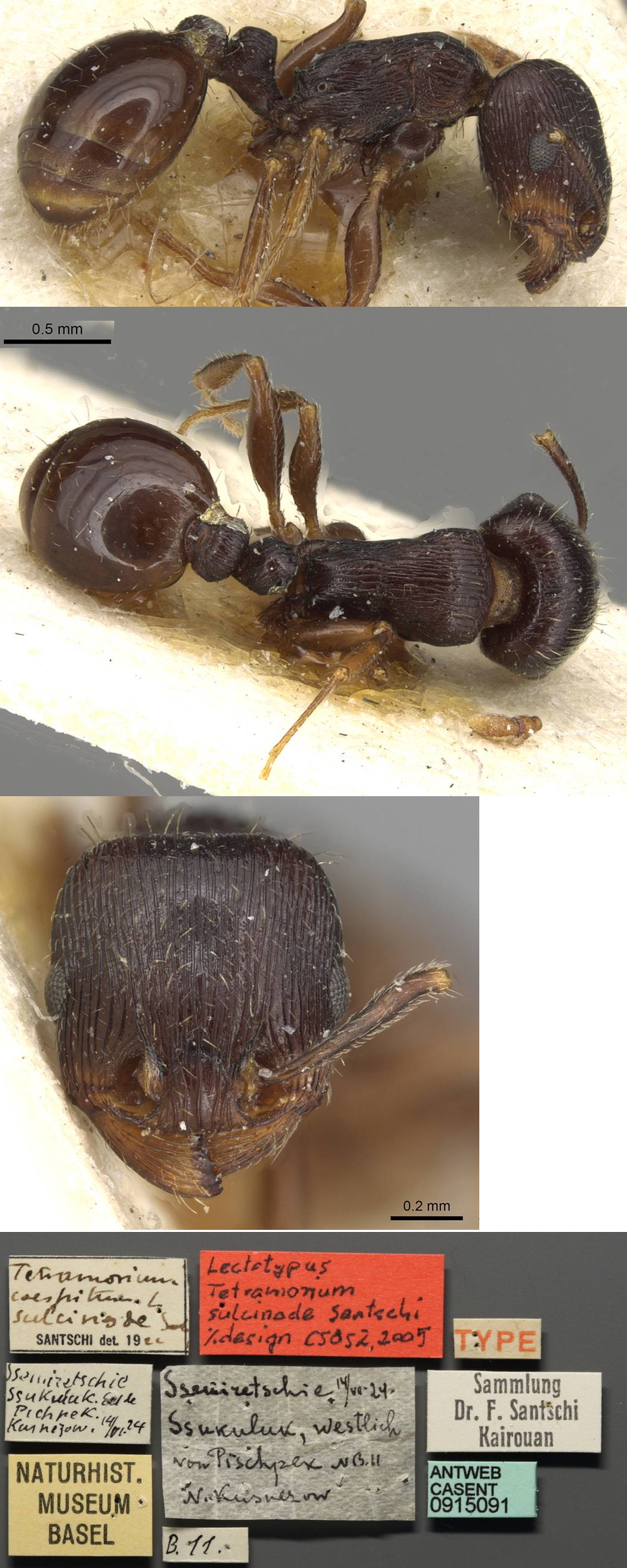 Tetramorium sulcinode