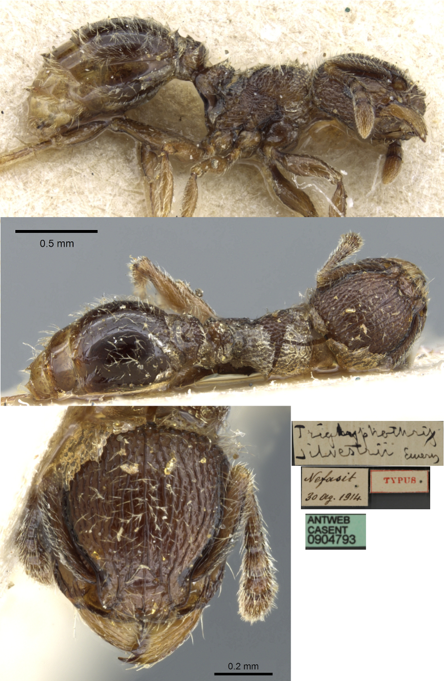 {Tetramorium surrogatum}