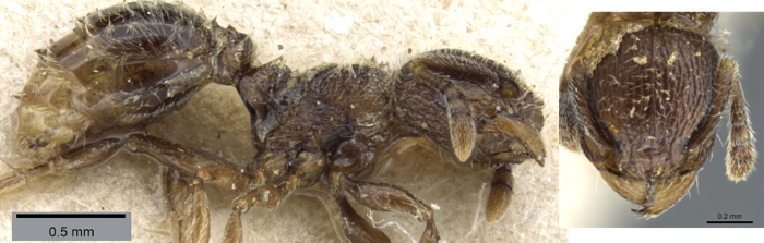 {Tetramorium surrogatum}