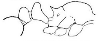 {Tetramorium surrogatum}