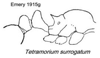 {Tetramorium surrogatum}