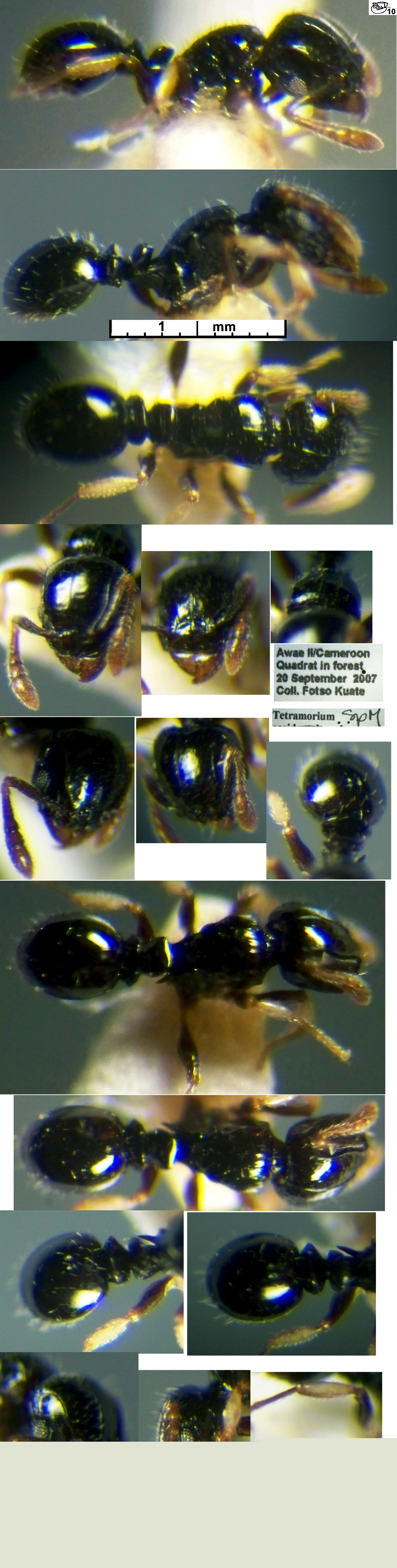 {Tetramorium susannae}