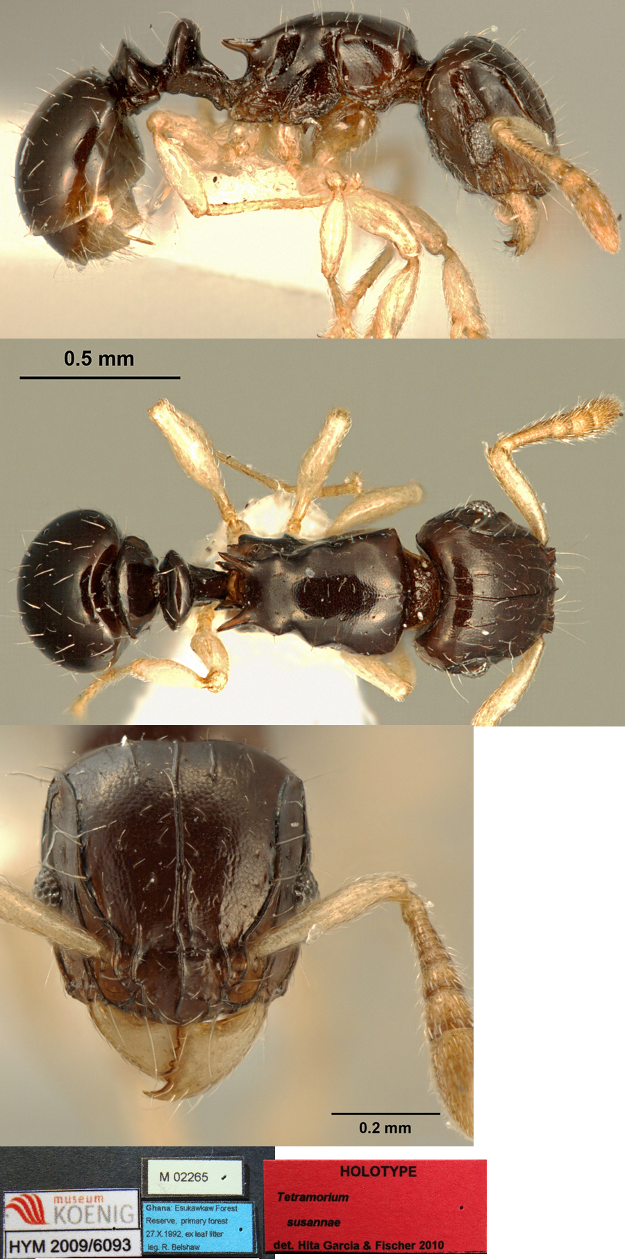 {Tetramorium susannae}