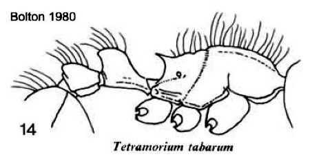 {Tetramorium tabarum}