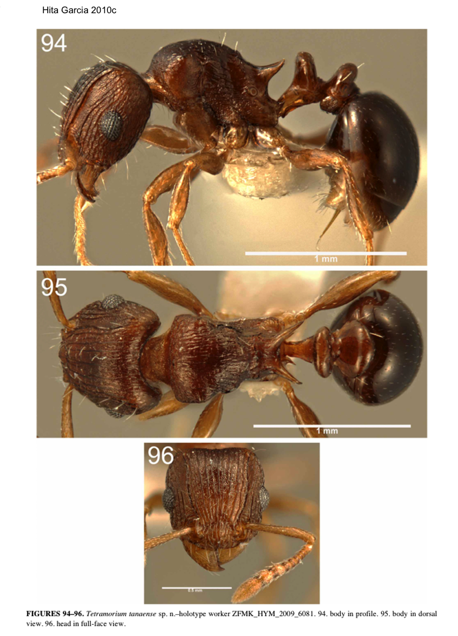 {Tetramorium tanaense}