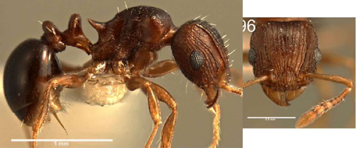 Tetramorium tanaense