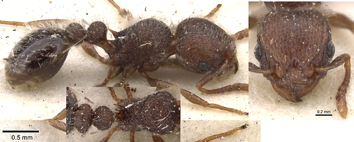 {Tetramorium tenebrosa}