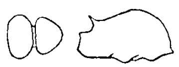 {Tetramorium tenebrosa}