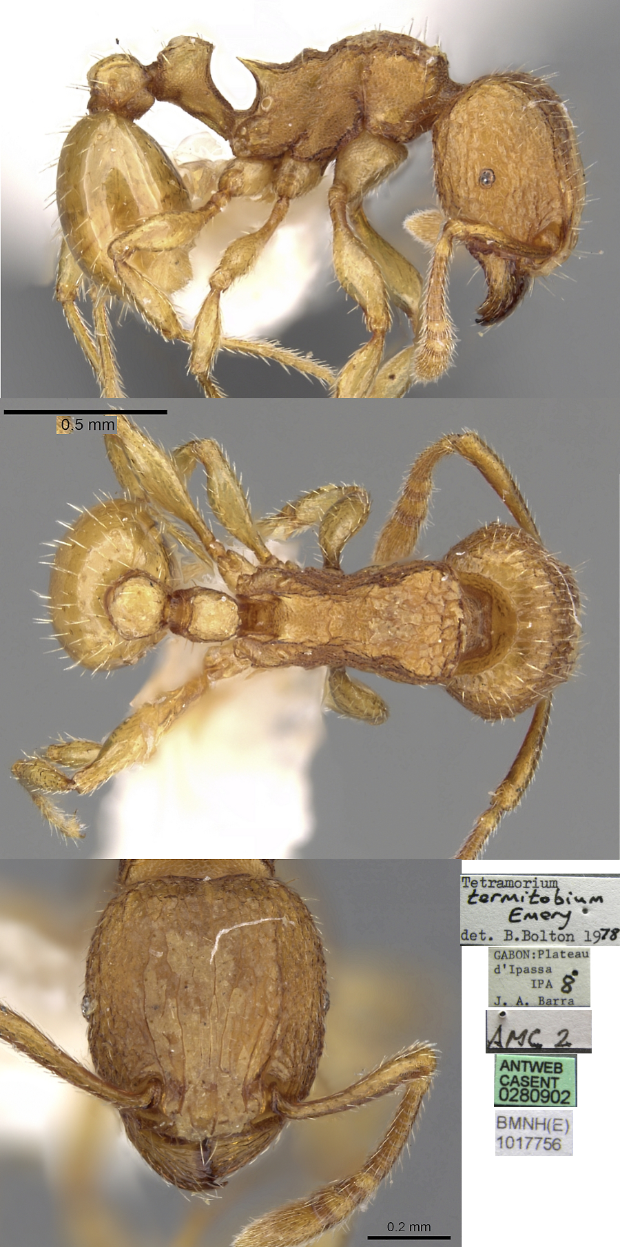 {Tetramorium termitobium}