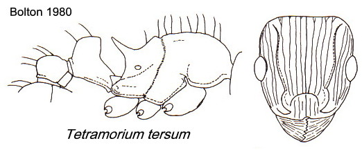 {Tetramorium tersum}