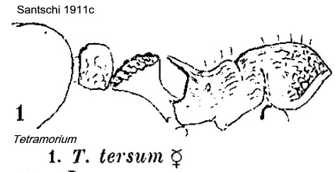 {Tetramorium tersum}