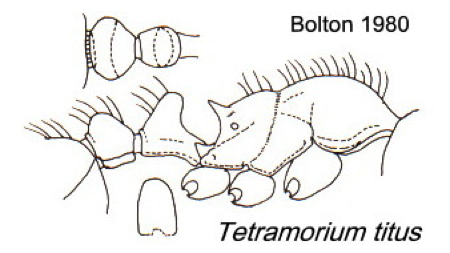 {Tetramorium titus}