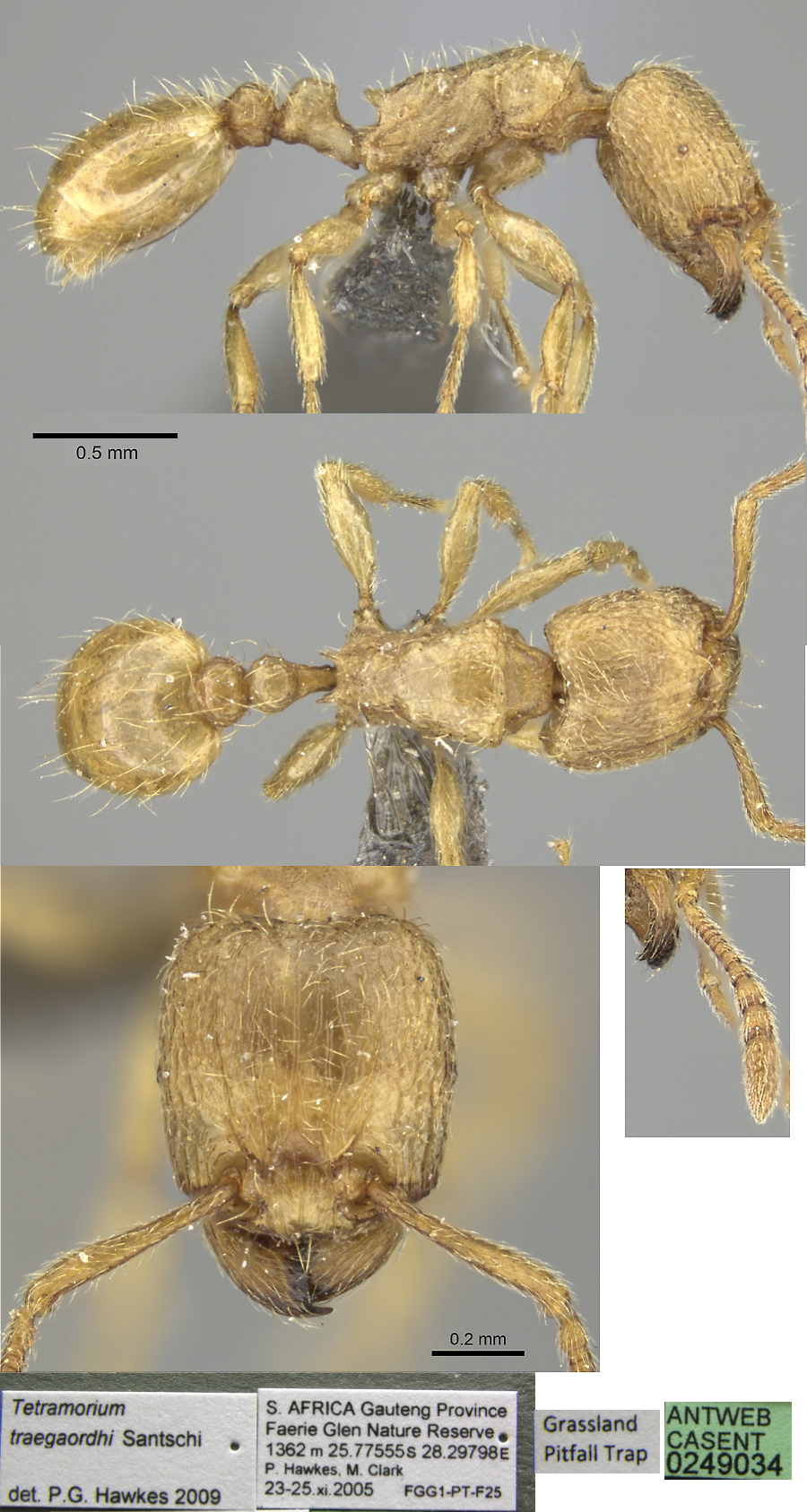 {Tetramorium traegaordhi}