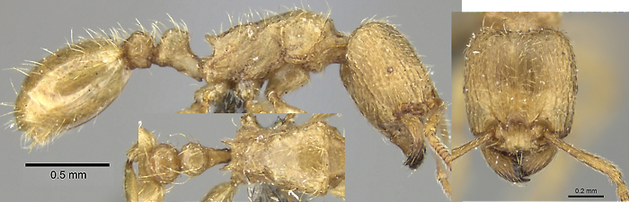 {Tetramorium traegaordhi}