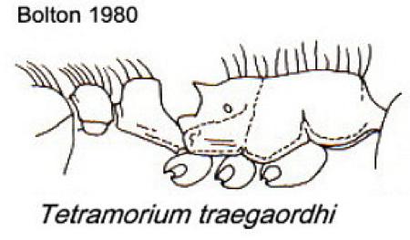 {Tetramorium traegaordhi}