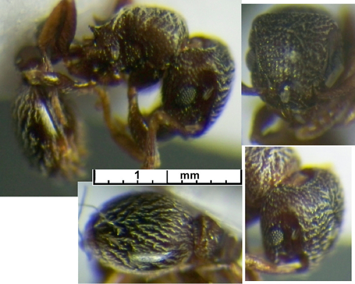 {Tetramorium n sp Congo 2008}