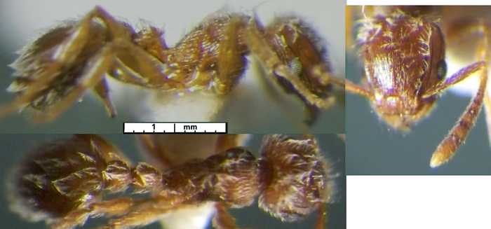 {Tetramorium n sp Cameroun fk 20}