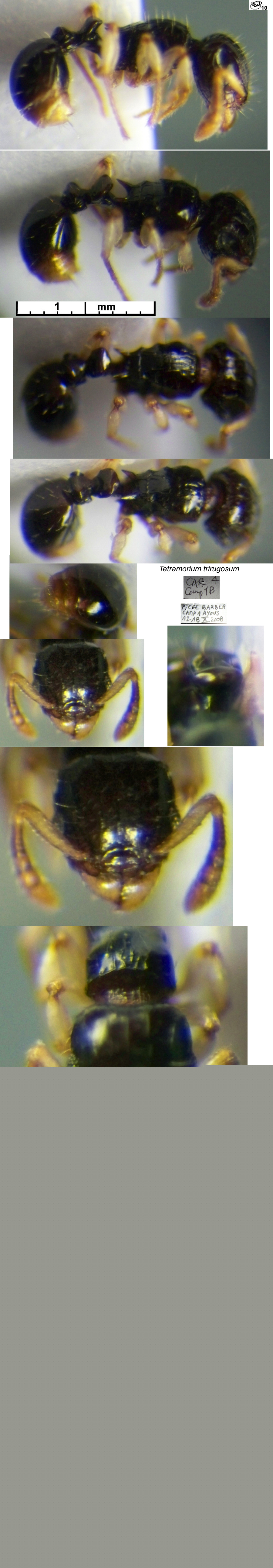 {Tetramorium trirugosum}