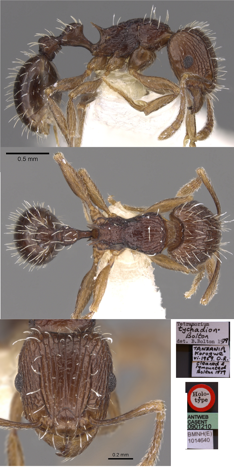 {Tetramorium tychadion}