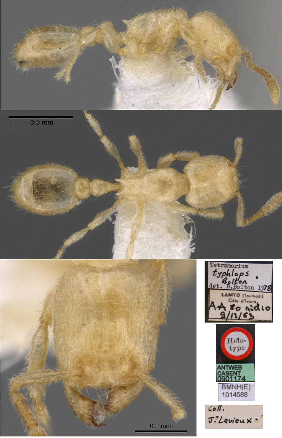 {Tetramorium typhlops}