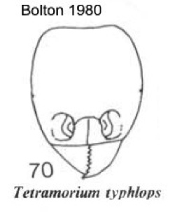 {Tetramorium typhlops}