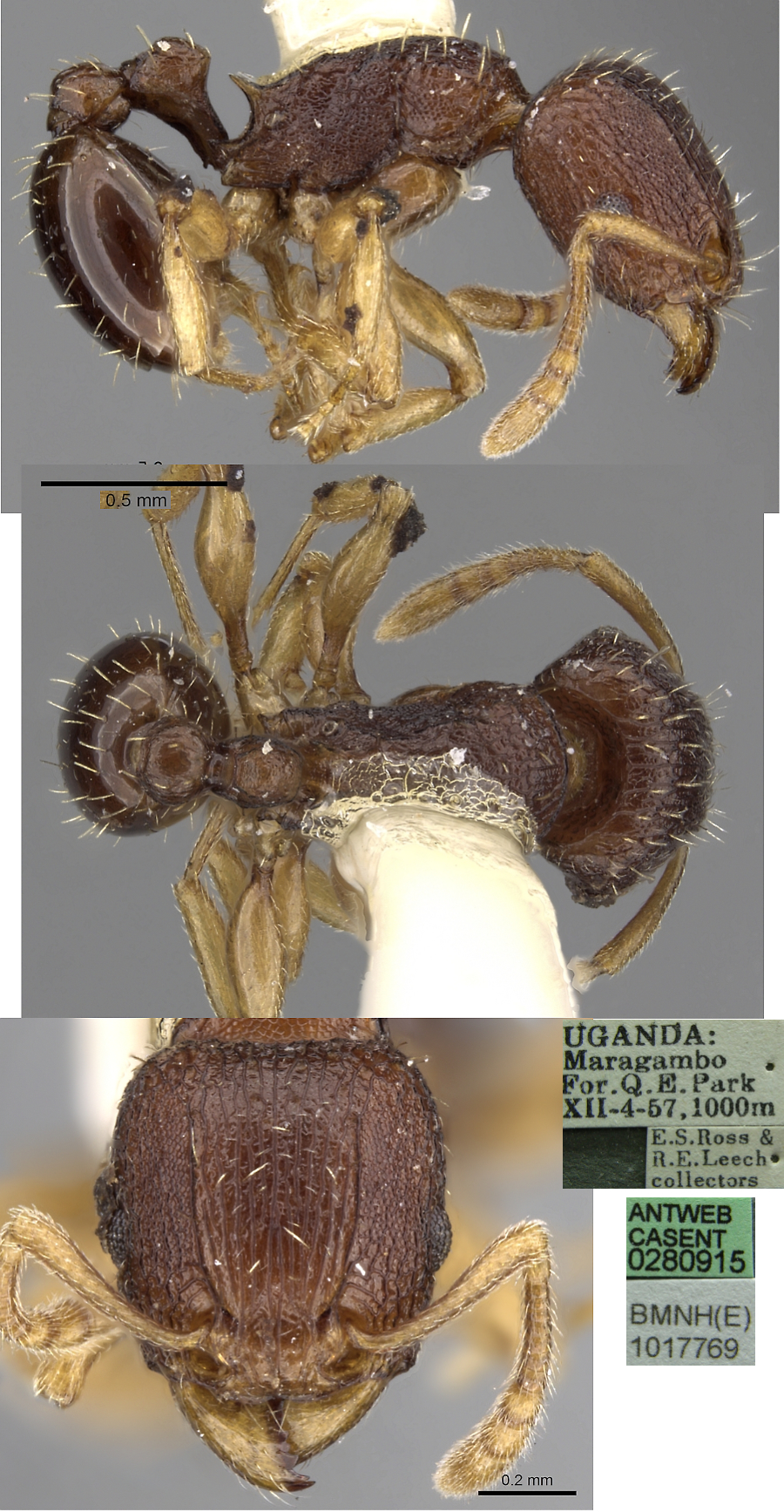 {Tetramorium ubangense}