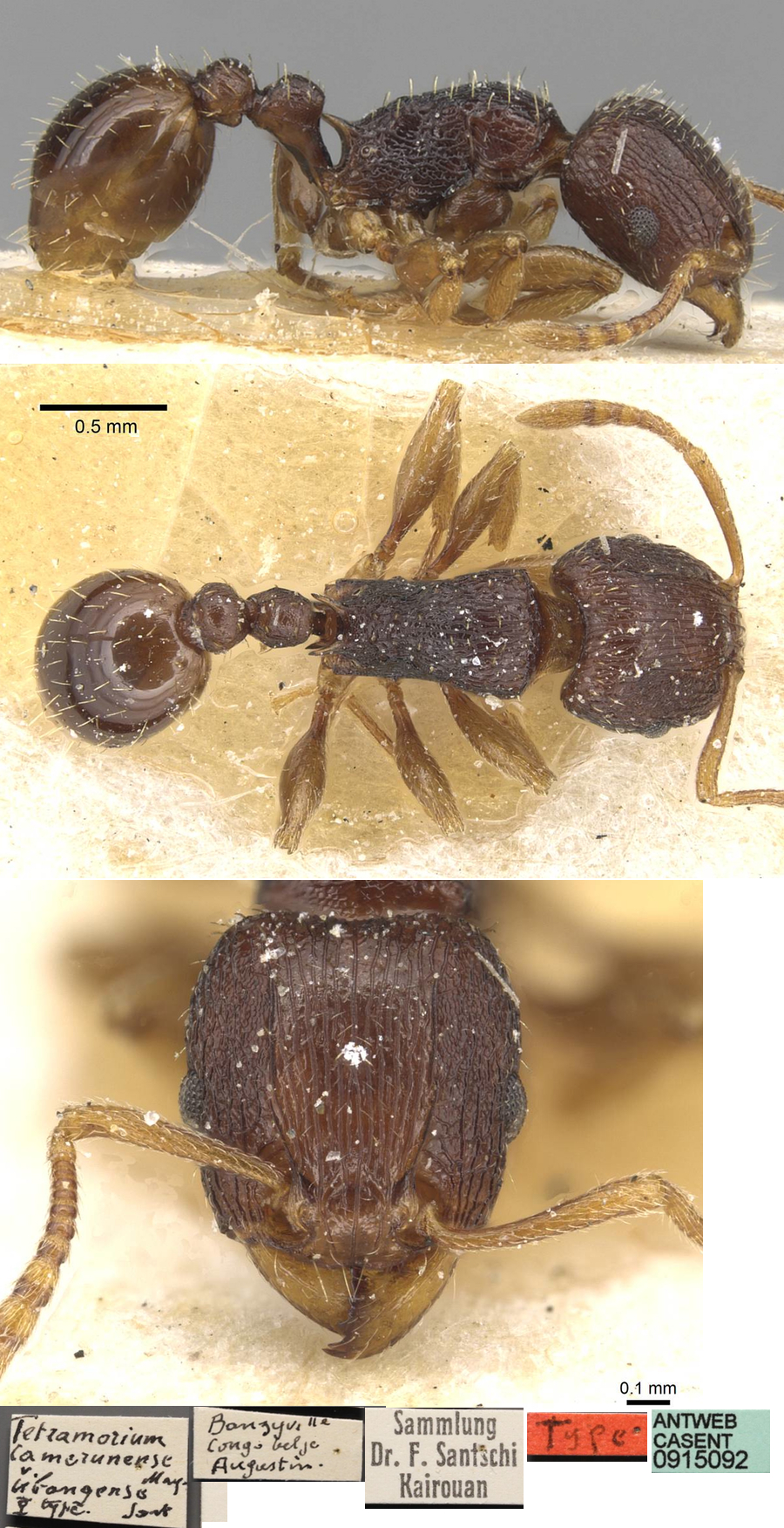 {Tetramorium ubangense}