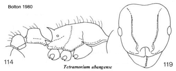 {Tetramorium ubangense}