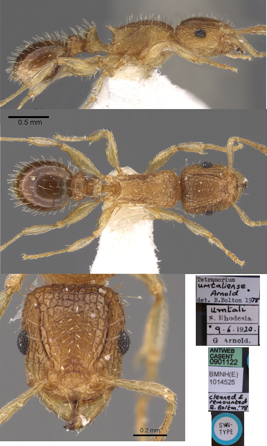 {Tetramorium umtaliense}