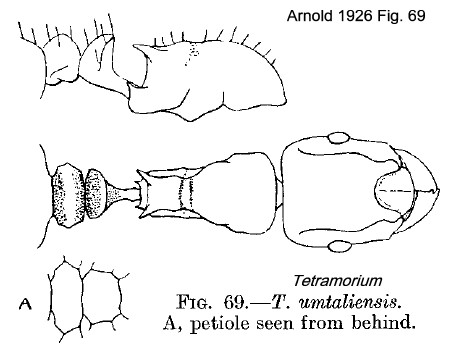 {Tetramorium umtaliense}