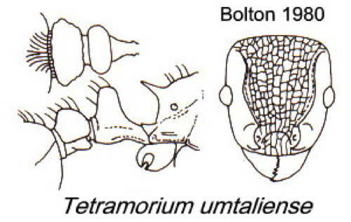 {Tetramorium umtaliense}