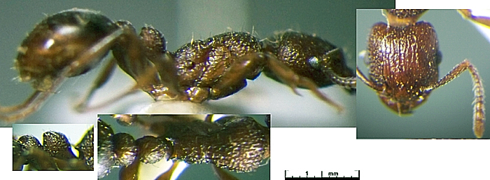 Tetramorium unicum