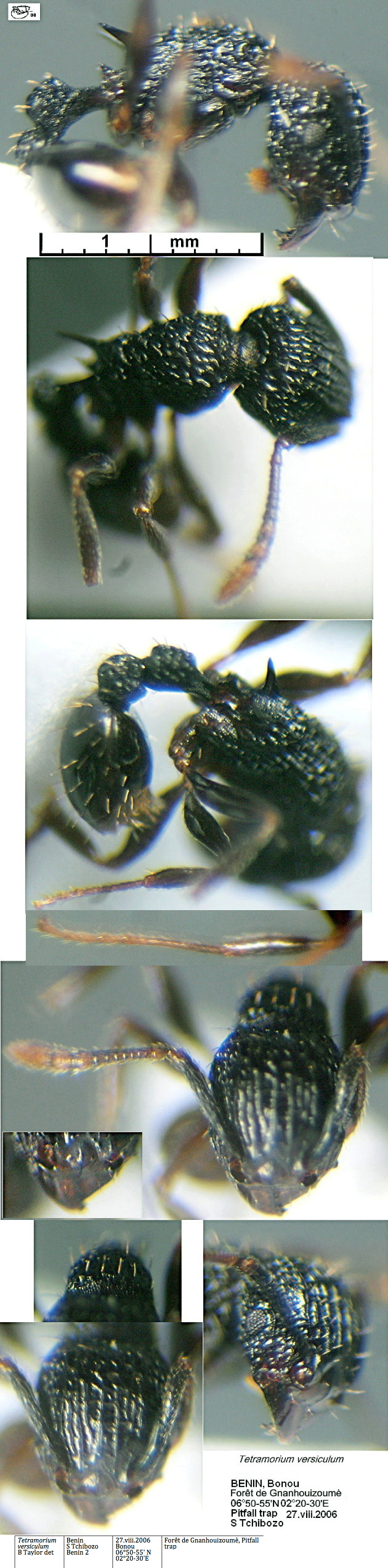 {Tetramorium versiculum}