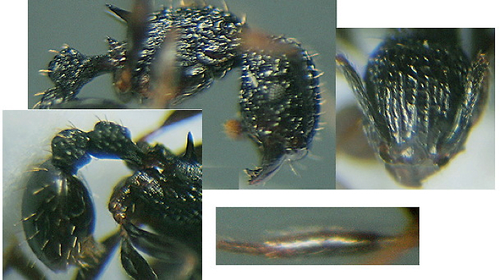 {Tetramorium versiculum}