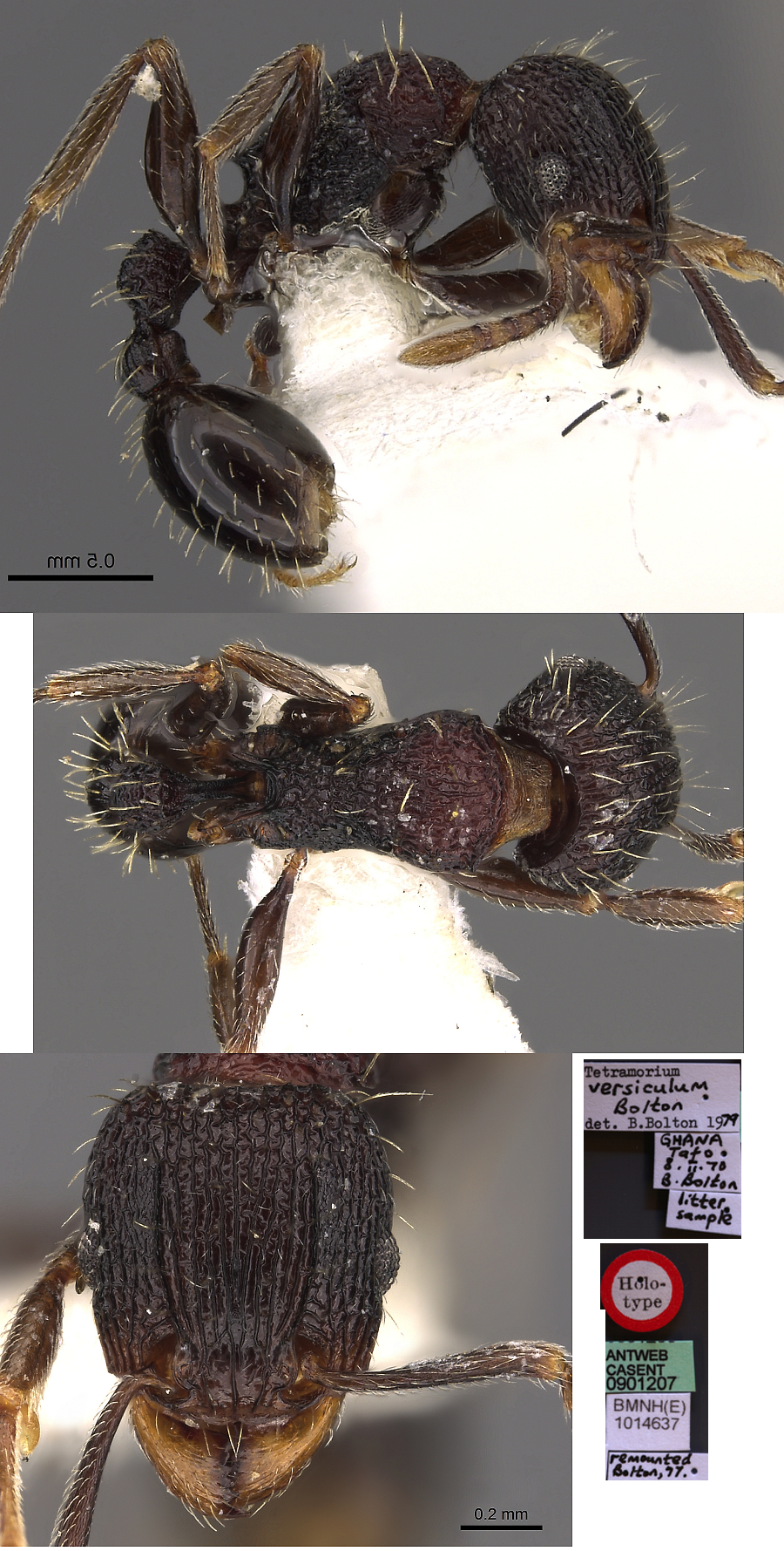 {Tetramorium versiculum }