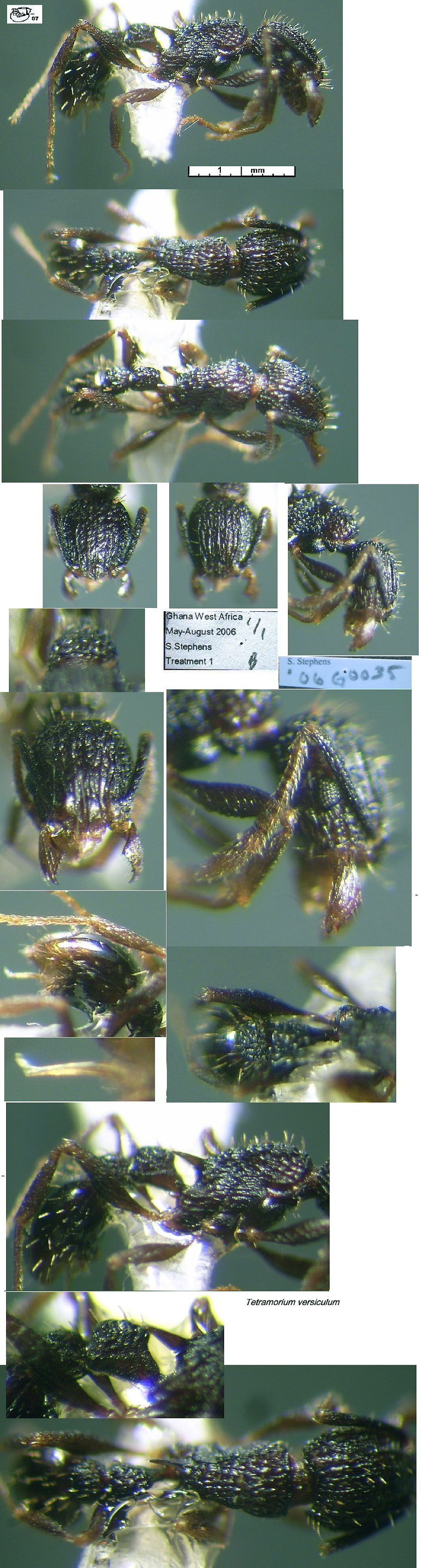 {Tetramorium versiculum Ghana}