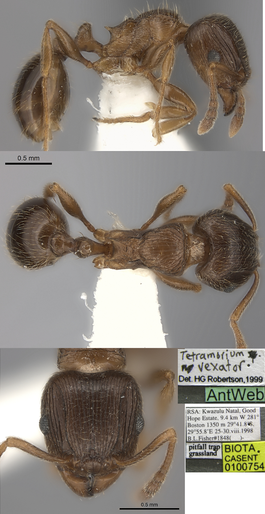 {Tetramorium vexator}