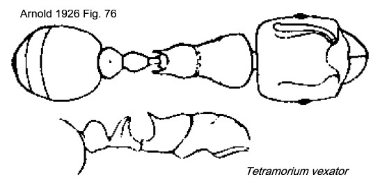 {Tetramorium vexator}