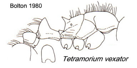 {Tetramorium vexator}