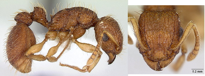 {Tetramorium viticolum}