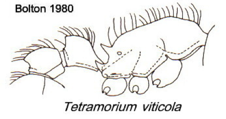 {Tetramorium viticolum}