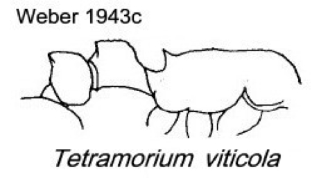 {Tetramorium viticolum