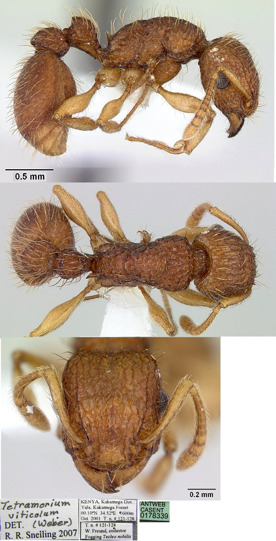 {Tetramorium viticolum}