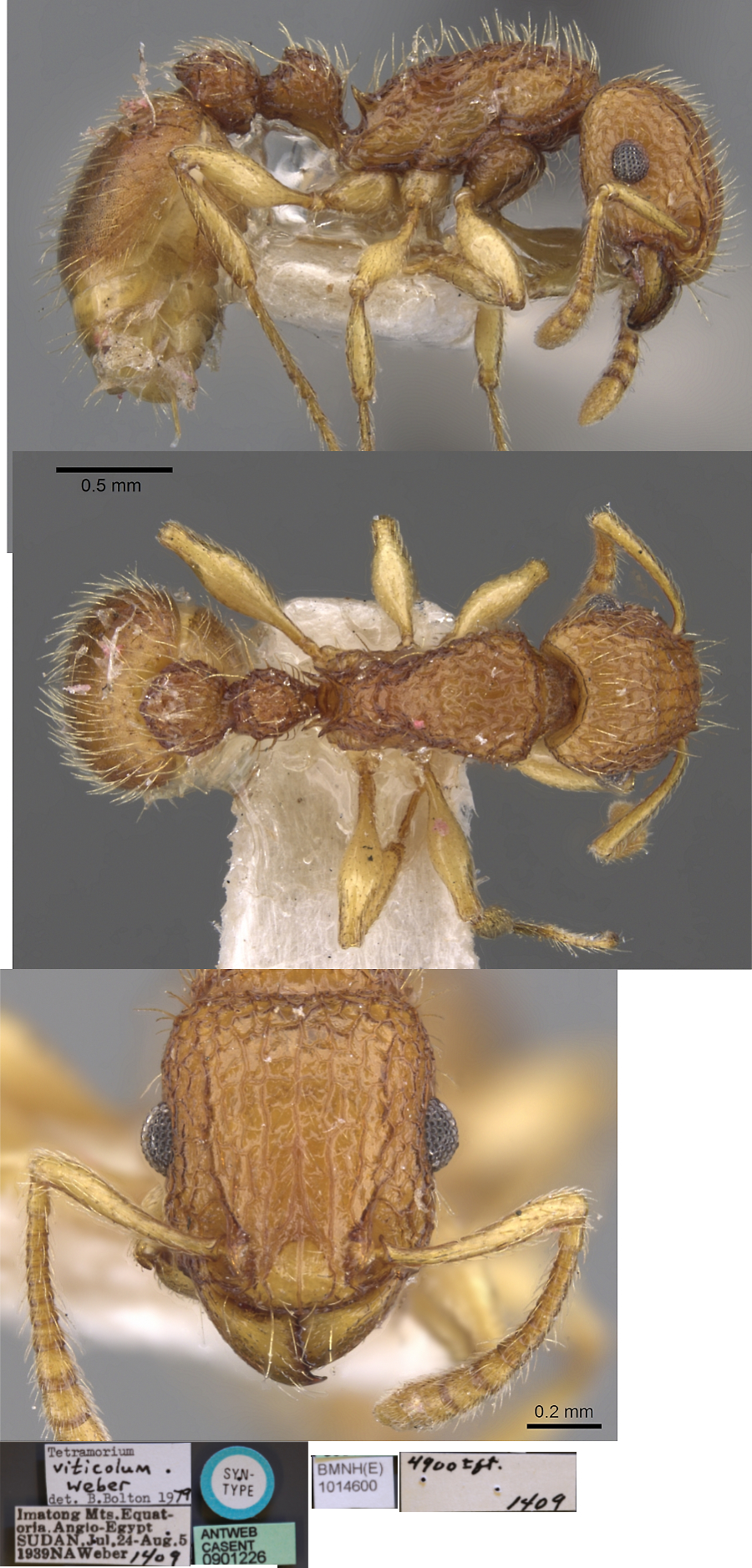 Tetramorium viticolum