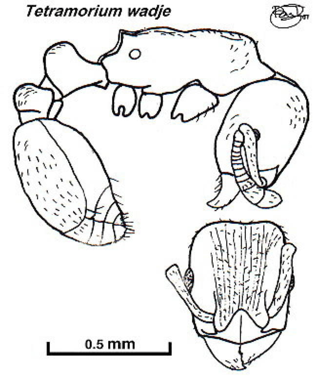 {Tetramorium wadje}