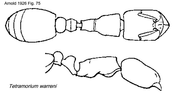 {Tetramorium warreni}