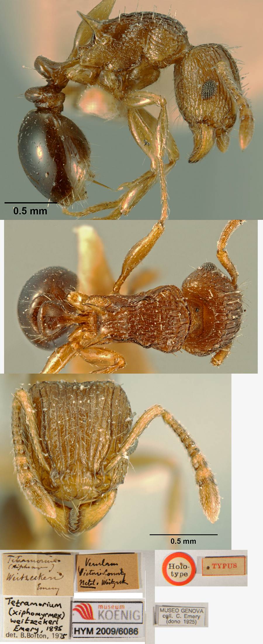 {Tetramorium weitzeckeri}