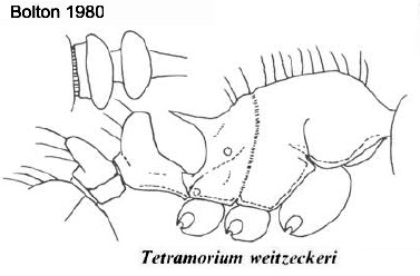 {Tetramorium weitzeckeri}