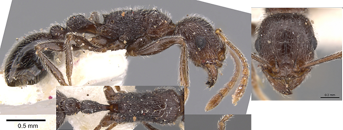 Tetramorium xuthum