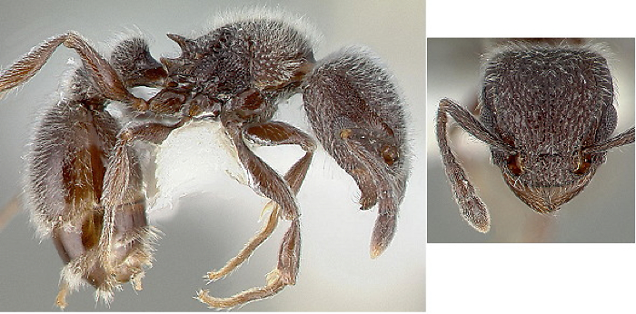 {Tetramorium yarthiellum}
